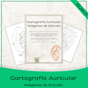 Cartografía Auricular